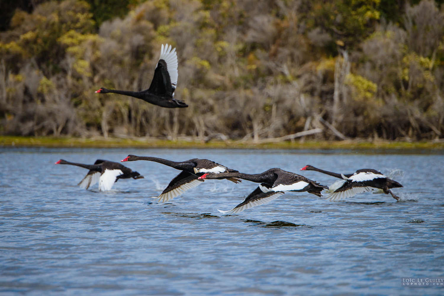 photograph of Black swans taking off